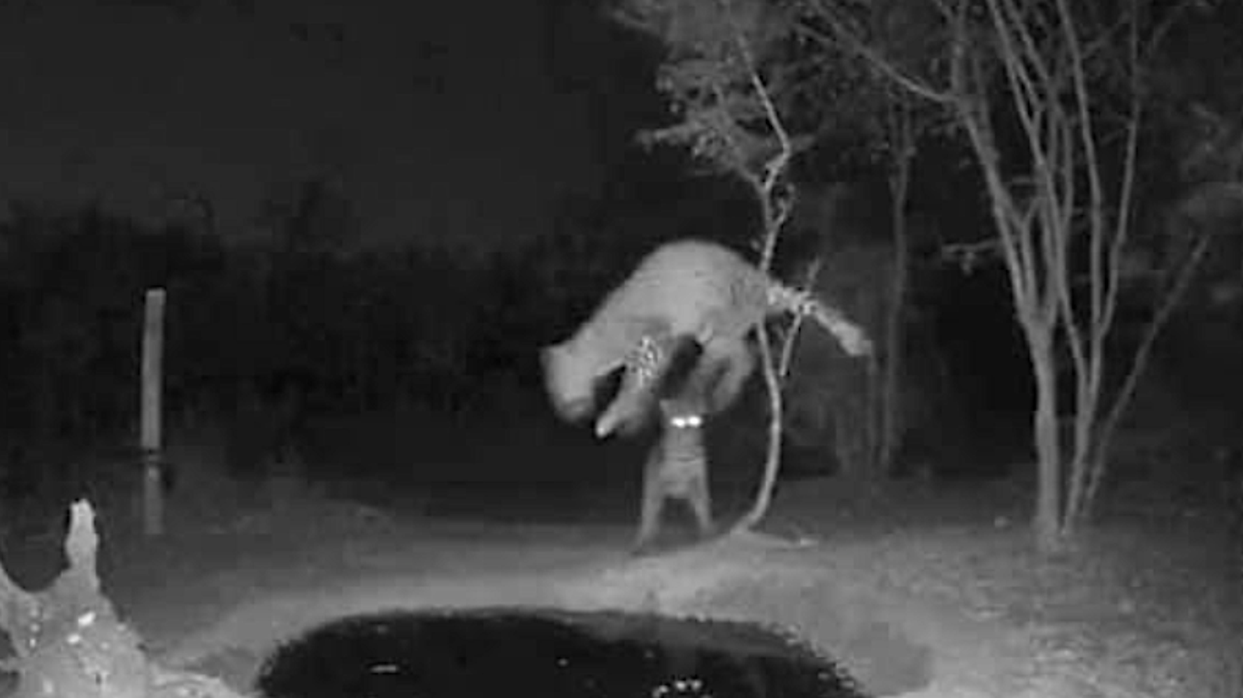 Leapin' Leopards! One Big Cat Startles Another At A Night Watering Hole | HuffPost Impact Leapin' Leopards! One Big Cat Startles Another At A Night Watering Hole | HuffPost Impact