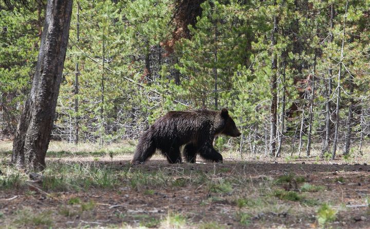 A juvenile grizzly bear wanders the grounds near the Fishing Village Visitor Center in Wyoming's Yellowstone National Park.