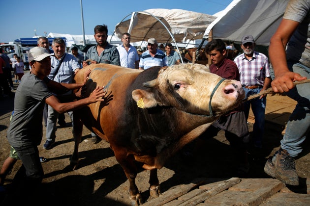 Το 2019, κατά τη διάρκεια της Γιορτής των Θυσιών, σφάχτηκαν συνολικά στην Τουρκία 3,5 εκατομμύρια πρόβατα, κατσίκες και αγελάδες. (AP Photo/Lefteris Pitarakis).