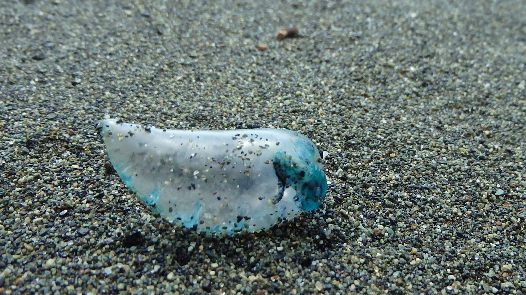 クラゲ 絵文字 1348 海月 絵文字 クラゲ 絵文字 1348 海月 絵文字