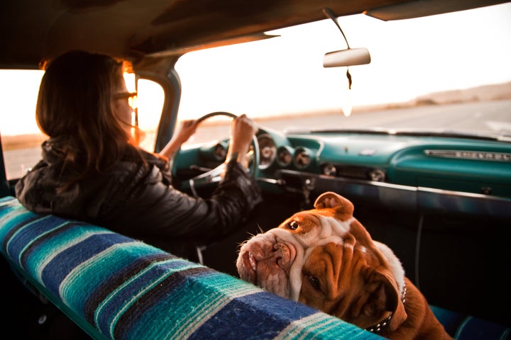 El perro NUNCA debe ir en el asiento del copiloto.