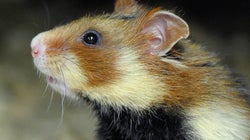 Le grand hamster d’Alsace désormais “en danger critique”