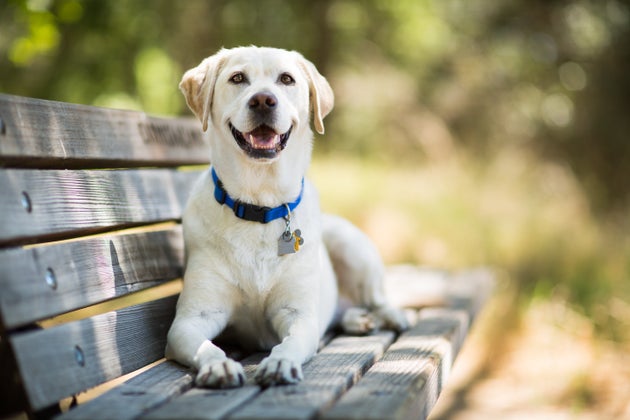 L Age Humain De Votre Chien Pourrait Etre A Recalculer Le Huffpost L Age Humain De Votre Chien Pourrait Etre A Recalculer Le Huffpost