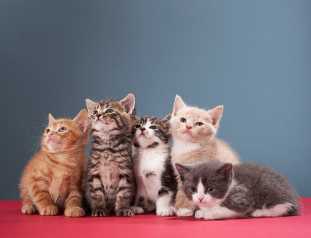 Portrait of group of kittens