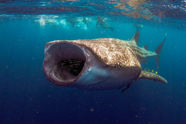 Το μεγαλύτερο μυστήριο της θάλασσας: Γιατί δεν έχει δει κανείς φαλαινοκαρχαρία να