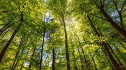 Les mini-forêts en ville, une solution pour lutter contre les
