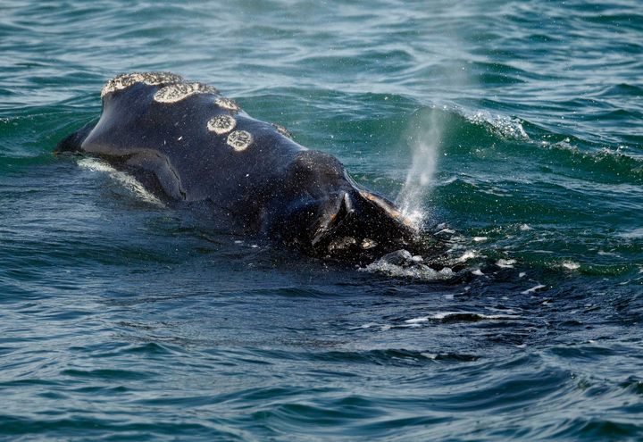 A North Atlantic right whale feeds on the surface of Cape Cod Bay off the coast of Massachusetts in 2018.