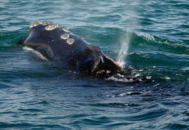 A North Atlantic right whale feeds on the surface of Cape Cod Bay off the coast of Massachusetts in