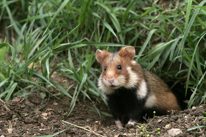 The European hamster, also known as the Eurasian hamster, black-bellied hamster or common hamster.