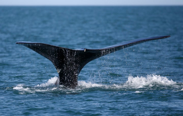 Researchers estimated that only about 250 mature North Atlantic right whales remained alive by the end of 2018.