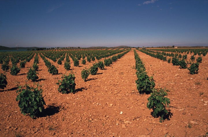 Viñedos en Valdepeñas (Ciudad Real).