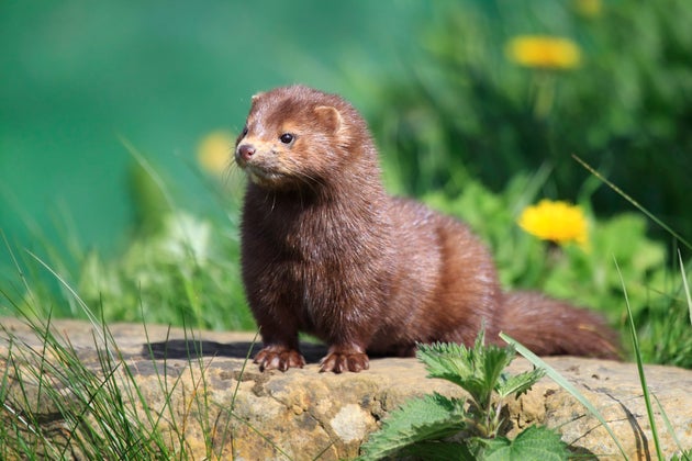 American Mink in Surrey, England.