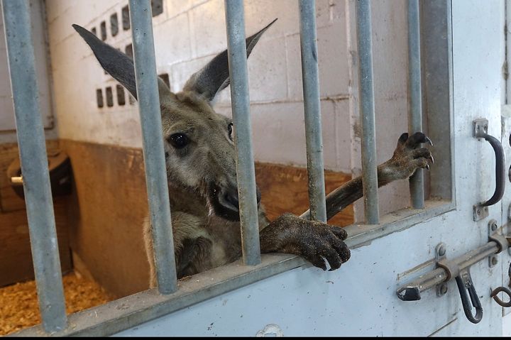 A kangaroo captured by Fort Lauderdale Police in the area of Andrews and Sunrise peers out from a stall at the Mounted Police headquarters, Thursday, July 16, 2020, in Fort Lauderdale, Fla. So far, police have few clues as to the origins of the misplaced marsupial. No one was injured in its capture. (Joe Cavaretta/South Florida Sun-Sentinel via AP)