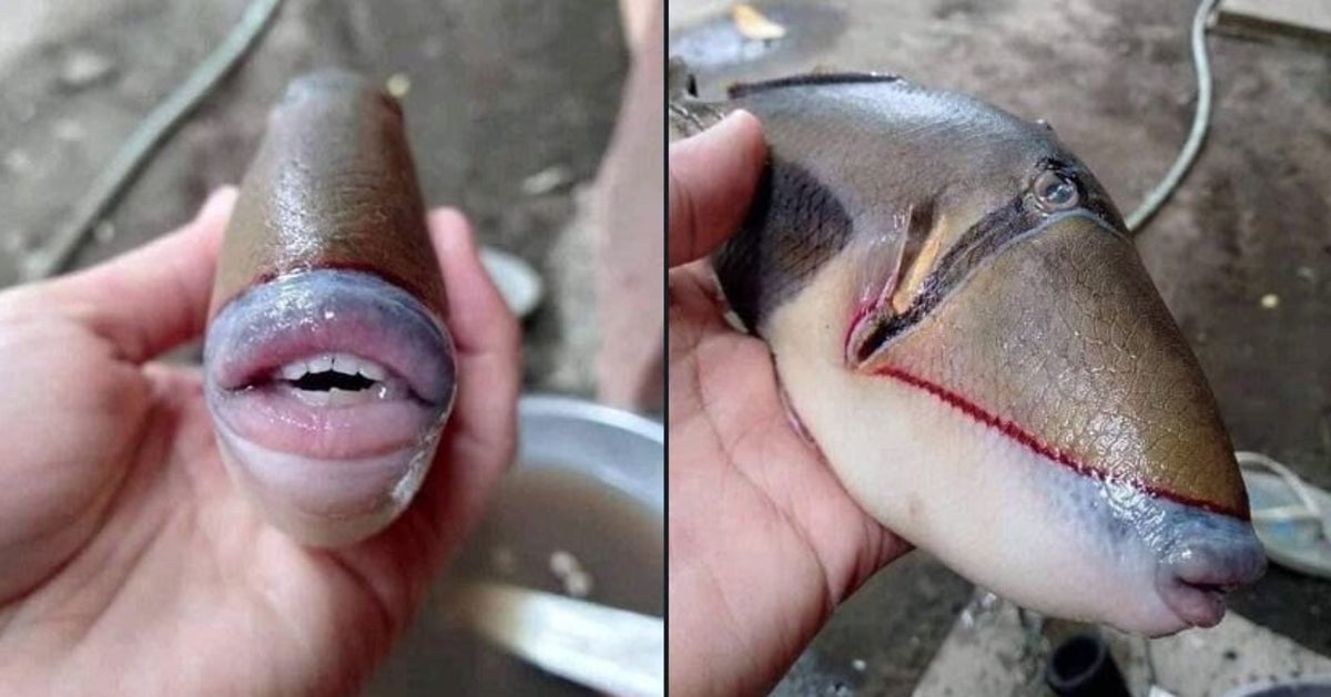 Ce Poisson Avec Une Bouche Humaine A Laisse Tout Le Monde Perplexe Le Huffpost Ce Poisson Avec Une Bouche Humaine A Laisse Tout Le Monde Perplexe Le Huffpost