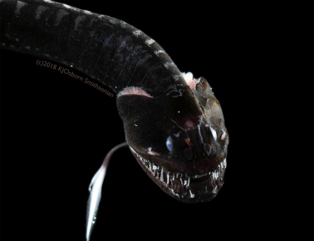 Φωτογραφήθηκαν για πρώτη φορά τα πιο σκοτεινά πλάσματα του κόσμου και το αποτέλεσμα