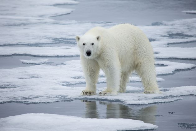Un ours polaire sur la banquise à Svalbard, en Norvège, en