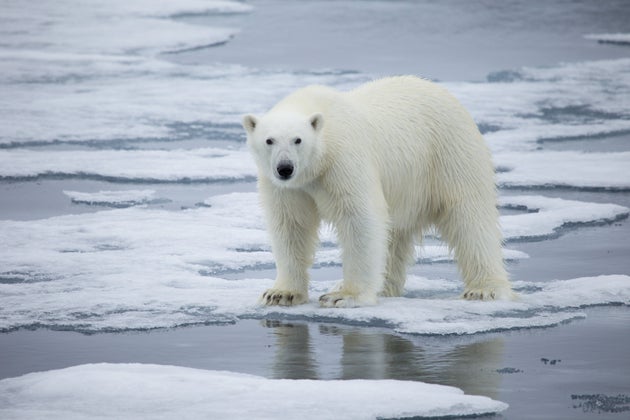 Vers L Extinction Des Ours Polaires D Ici 2100 Previent Une Etude Le Huffpost Vers L Extinction Des Ours Polaires D Ici 2100 Previent Une Etude Le Huffpost