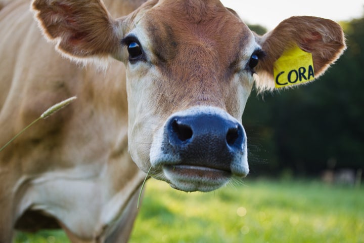 Cows fed on diverse grasses grown in good soil can increase what’s called phytochemical richness — the tens of thousands of secondary compounds like alkaloids and carotenoids beneficial to health. 