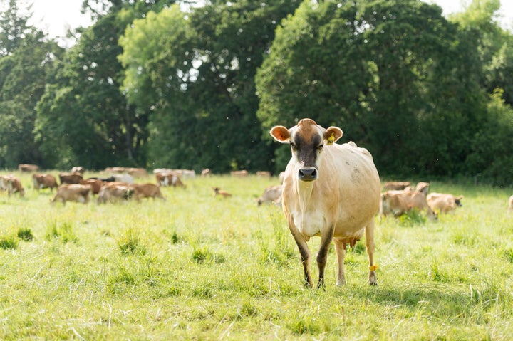 Farmer John Bansen’s cows spend an average of 233 days on pasture and get 90% of their diet from living forages — supplemented only with balayage (a kind of fermented forage made by tightly wrapping just-harvested grass) in the winter months when grass isn’t growing.