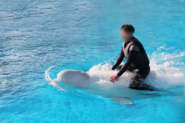 Los Dos Restantes Tambien Deben Ser Dados De Alta En Yeosu Beluga Louis De 12 Anos Murio En Un Acuario Estrecho