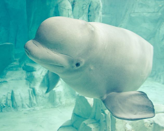 Los Dos Restantes Tambien Deben Ser Dados De Alta En Yeosu Beluga Louis De 12 Anos Murio En Un Acuario Estrecho