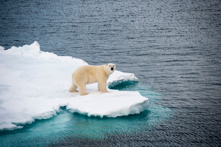 A polar bear walking on sea ice in the Arctic.