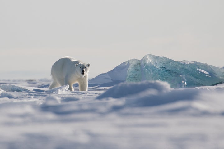A female polar bear walks on the sea ice on the east coast of Svalbard.