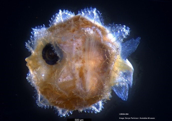 The elusive larval form of Mola alexandrini, or the bump-head sunfish.