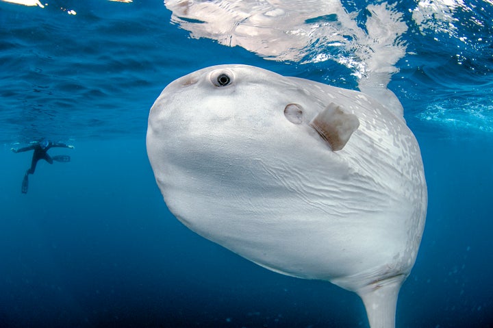 A diver behind an enormous Mola mola, off San Diego.