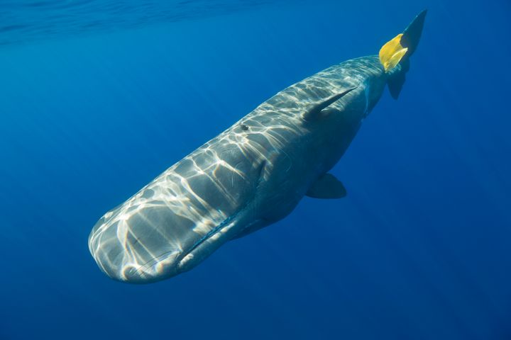 A sperm whale plays with plastic waste in the Azores, in the mid Atlantic.