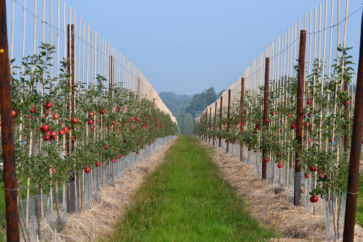 Apple picking season starts in mid-August, but some orchards are reporting a lack of pickers