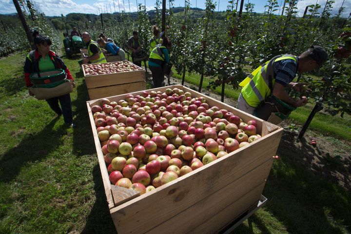 Apple pickers often travel from mainland Europe, but this year many are not returning to their seasonal jobs because of the virus