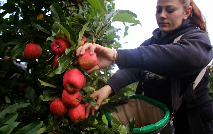 The industry has invested £100 million in streamlining production - but the crucial issue of finding pickers remains