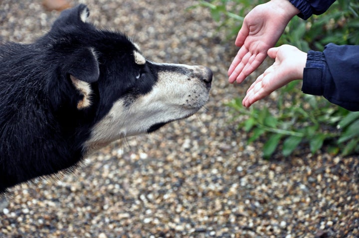 Dogs would be able to detect COVID-19 through body odour, which makes sense, considering they can also be trained to sniff out bombs, drugs, and various human diseases.