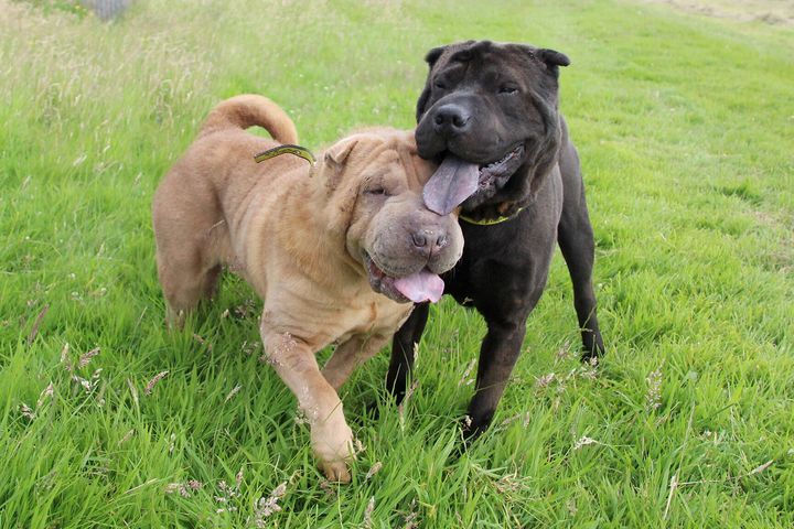 Shar Peis Sasha and Nelson were found tied up on a local golf course nearly a month ago, and have started to settle into life at Dogs Trust.