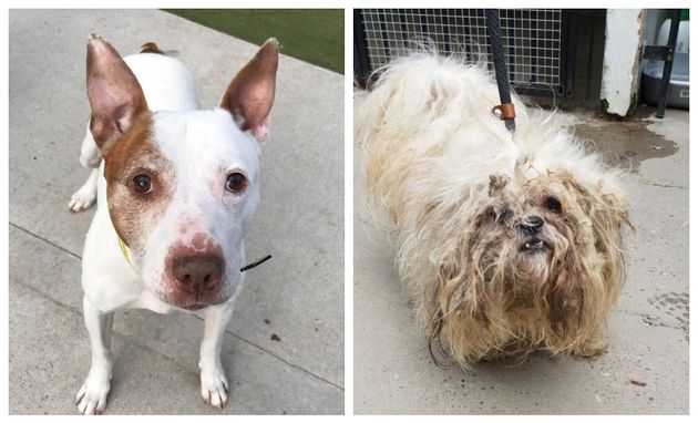 Bobby and Terry were both found abandoned during the coronavirus lockdown. The charity estimates we could see up to 40,000 more stray or abandoned dogs next year.