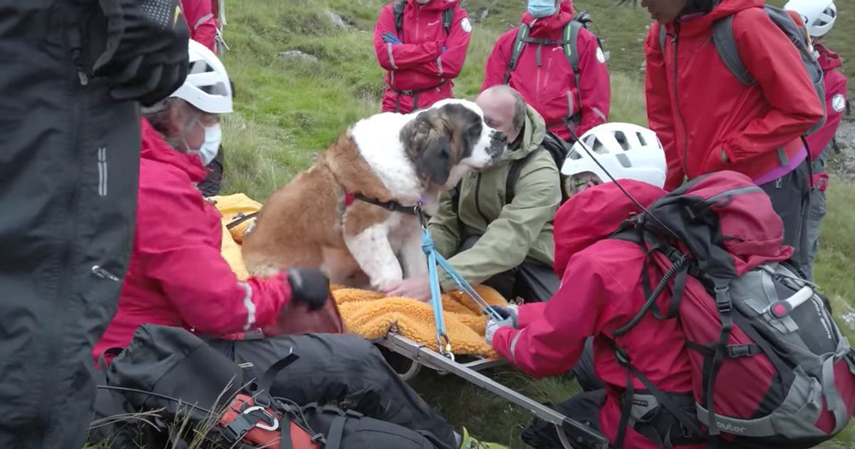 'embarrassed' St. Bernard Rescued By Team Of 16 From England's Tallest 