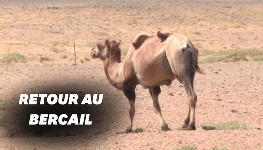 Nostalgique, ce chameau a marché 7 jours pour retrouver son ancienne