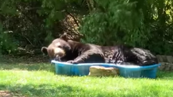 Elle découvre un ours dans sa piscine pour
