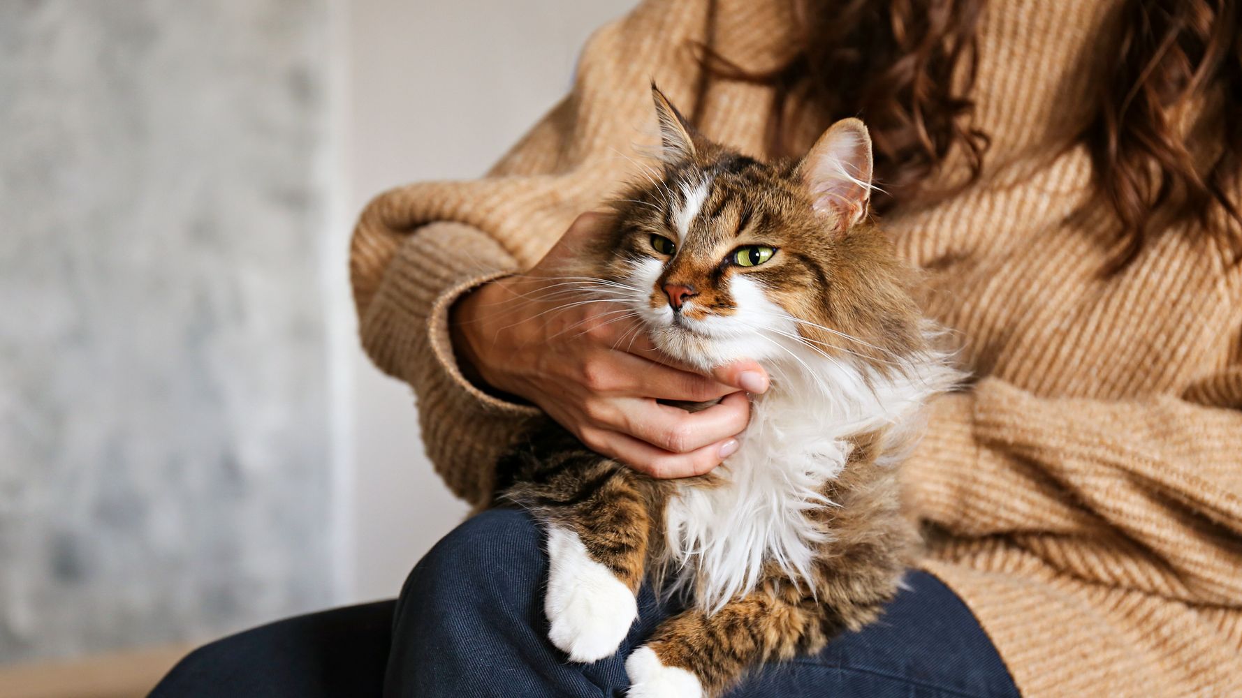 Does Your Cat Have Covid19? Symptoms And What To Do Next HuffPost UK