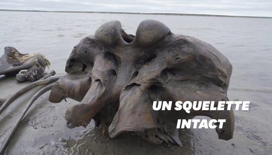 Le squelette d’un mammouth, incroyablement bien conservé, découvert en
