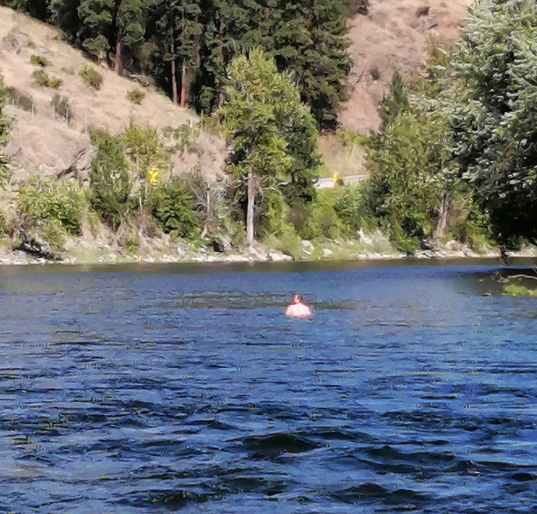 The Washington man who evaded RCMP by jumping into the Kettle River was eventually arrested. 