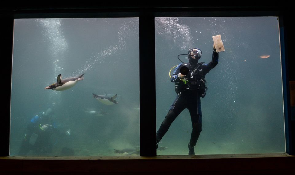 Living Coasts Zoo & Aquarium in Torquay shut its doors in March.