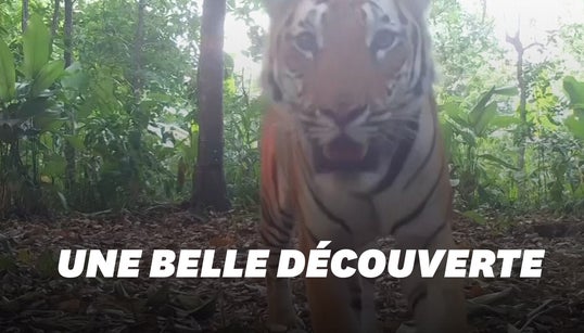 Les images de ces trois tigres en Thaïlande sont une très bonne