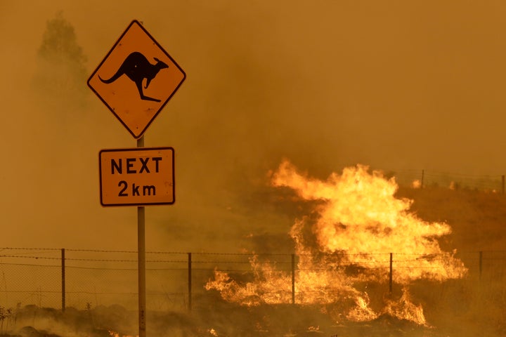 The devastating fires that surged across Australia in 2019 and 2020 scorched millions of acres of habitat and left billions o