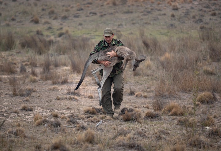 Animal rescuer Marcus Fillinger carries a burned kangaroo on Feb. 4 in Peak View, Australia. The tranquilized animal was dest