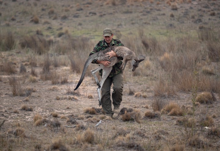 Animal rescuer Marcus Fillinger carries a burned kangaroo on Feb. 4 in Peak View, Australia. The tranquilized animal was destined for a wildlife recovery center. Many animals that survived suffered from near-starvation due to widespread habitat destruction.