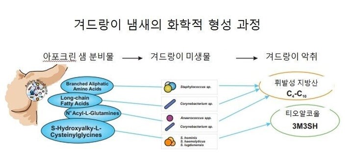 겨드랑이 냄새의 화학적 형성 과정