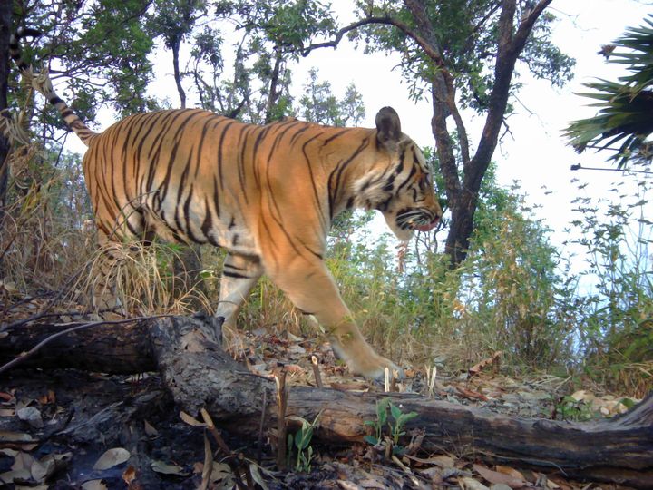 Panthera captured these images of tigers in western Thailand, the first seen in the region in years.