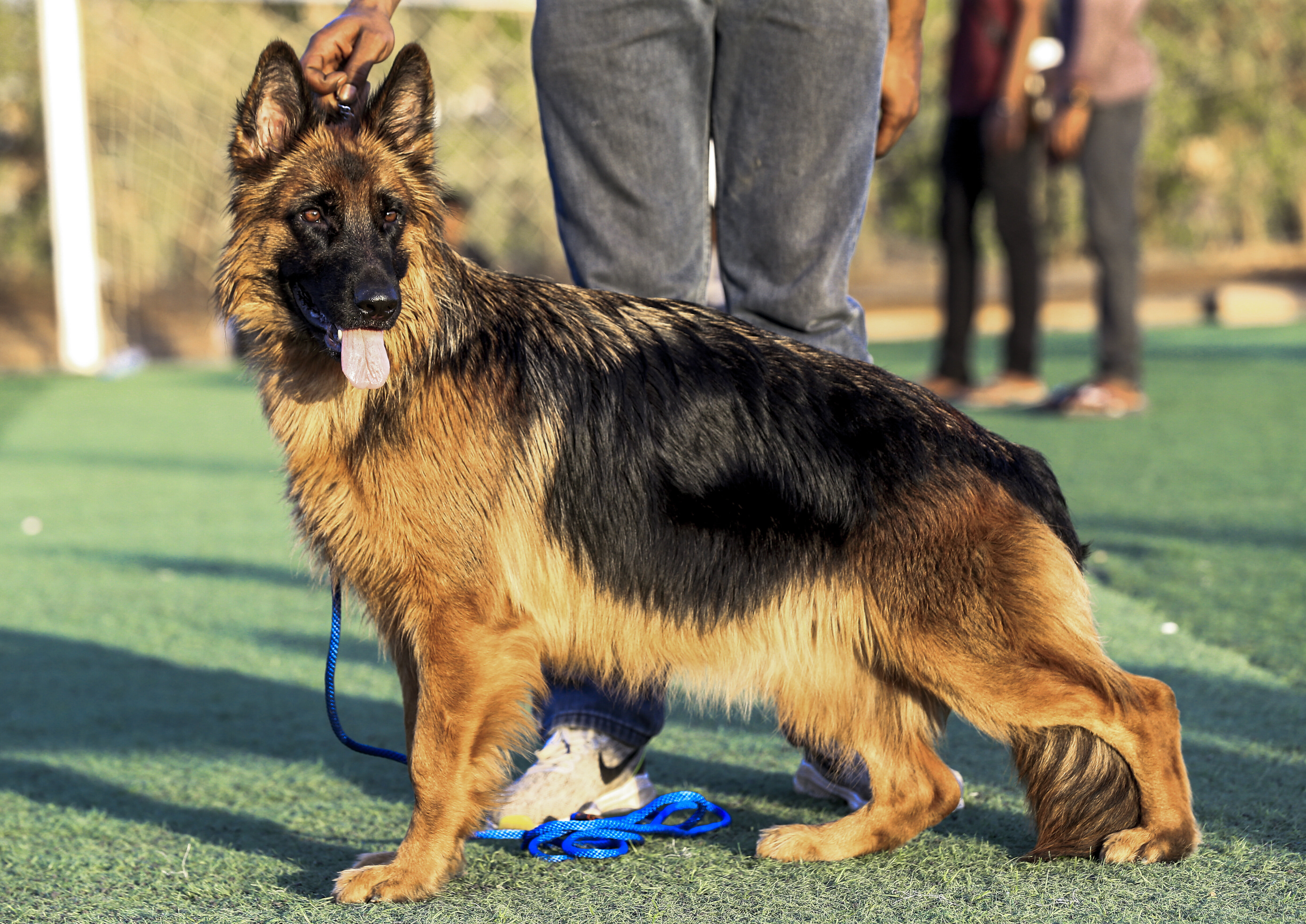 Le premier chien testé positif au coronavirus aux États-Unis est 